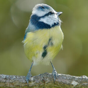 Eurasian Blue Tit 
&copy; Anne-Laure Delhorbe