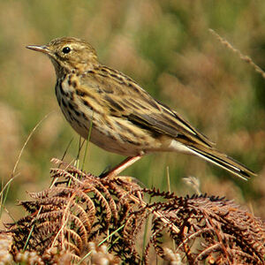 Meadow Pipit 
&copy; Anne-Laure Delhorbe