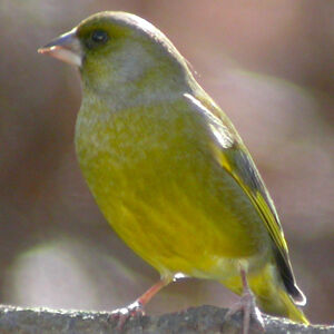 European Greenfinch 
&copy; Anne-Laure Delhorbe