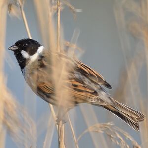Common Reed Bunting 
&copy; Anthony Godard