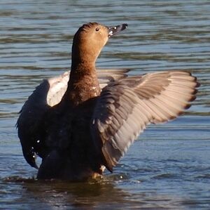 Common Pochard
