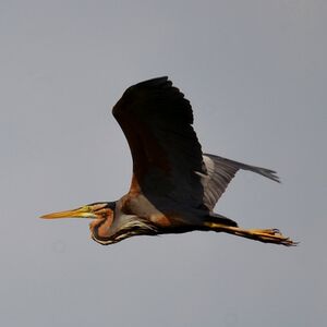 Purple Heron