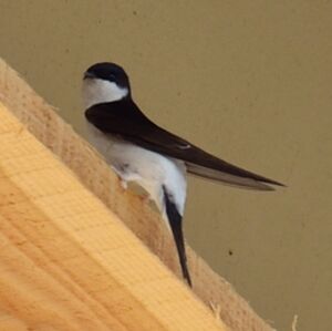 Common House Martin 
&copy; Anthony Godard