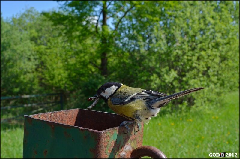 Great Tit female adult, Reproduction-nesting