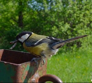 Great Tit 
&copy; Anthony Godard