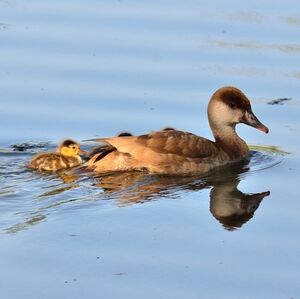 Red-crested Pochard 
&copy; Anthony Godard
