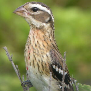 Cardinal � poitrine rose