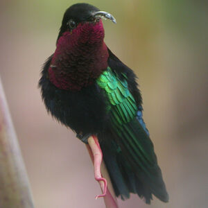 Colibri mad�re