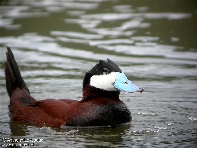 Ruddy Duck male adult