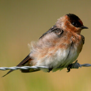 Hirondelle � front brun