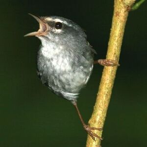 Paruline caf�iette