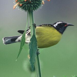 Sucrier � ventre jaune