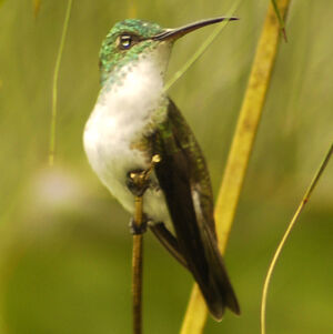 Andean Emerald