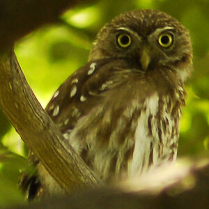 Pacific Pygmy Owl