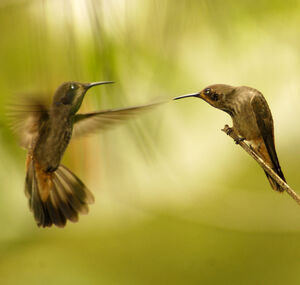 Brown Violetear