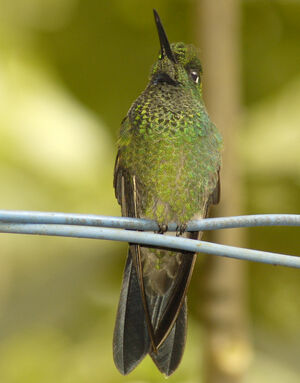 Sapphire-vented Puffleg