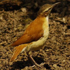 Pale-legged Hornero