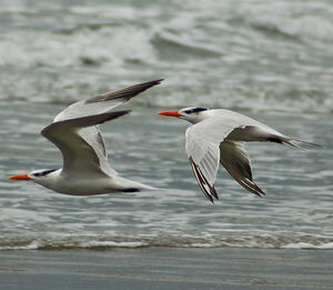 Royal Tern
