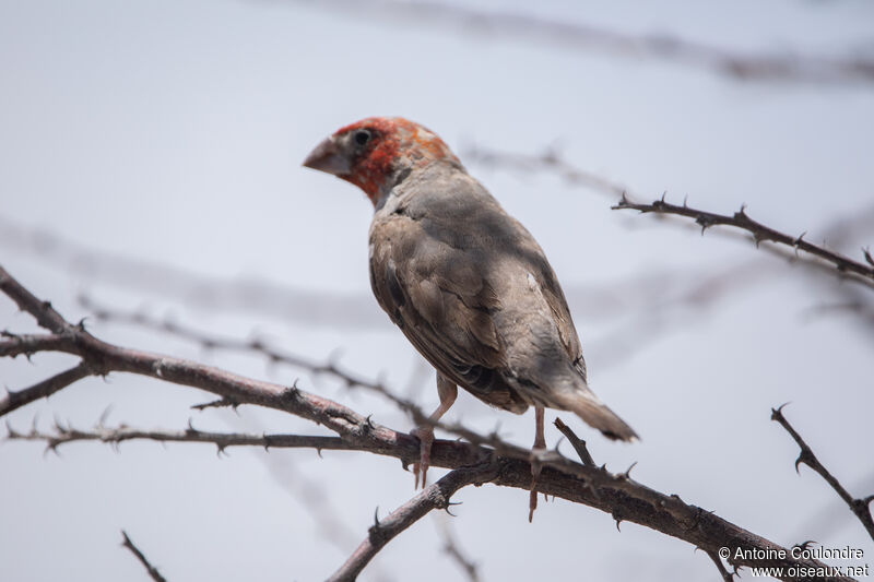 Red-headed Finchadult