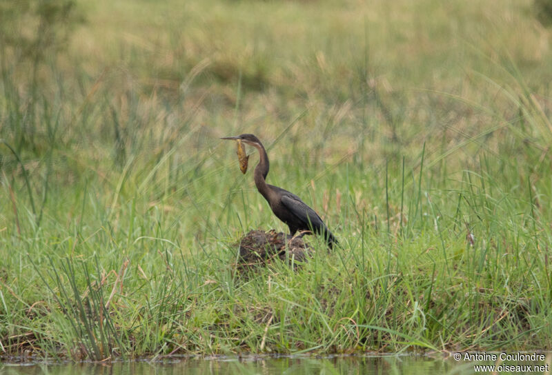 Anhinga d'Afriqueadulte, pêche/chasse