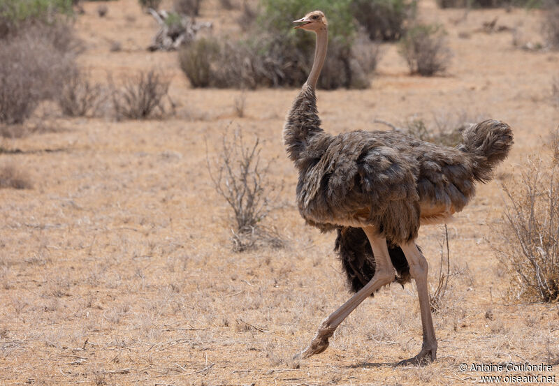 Somali Ostrich female adult, close-up portrait