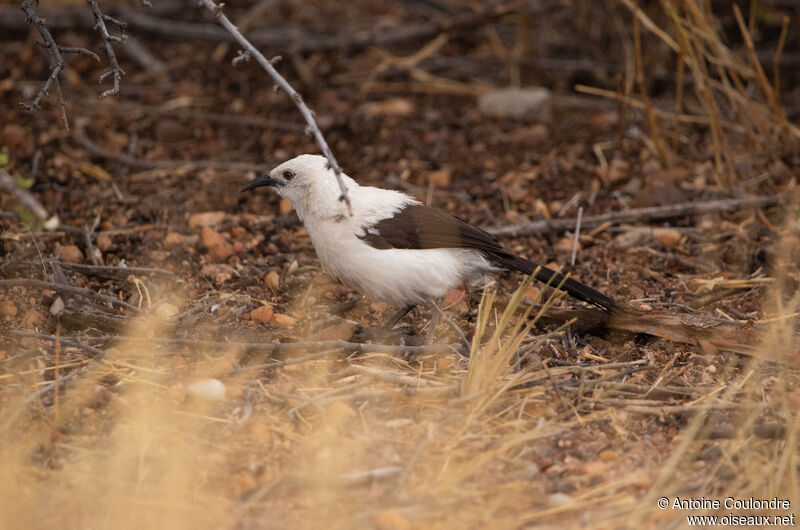 Southern Pied Babbleradult