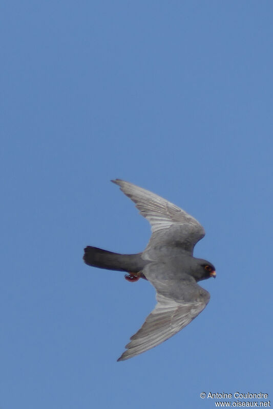 Red-footed Falconadult, Flight