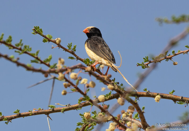 Straw-tailed Whydah male