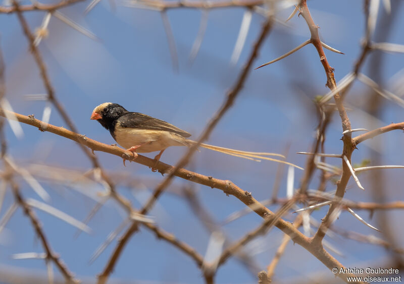 Straw-tailed Whydah male