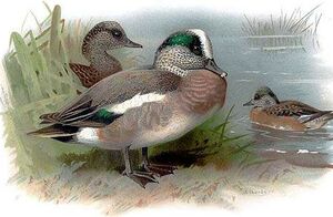 Canard à front blanc