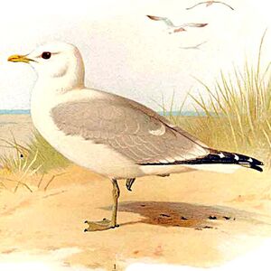 Mew Gull