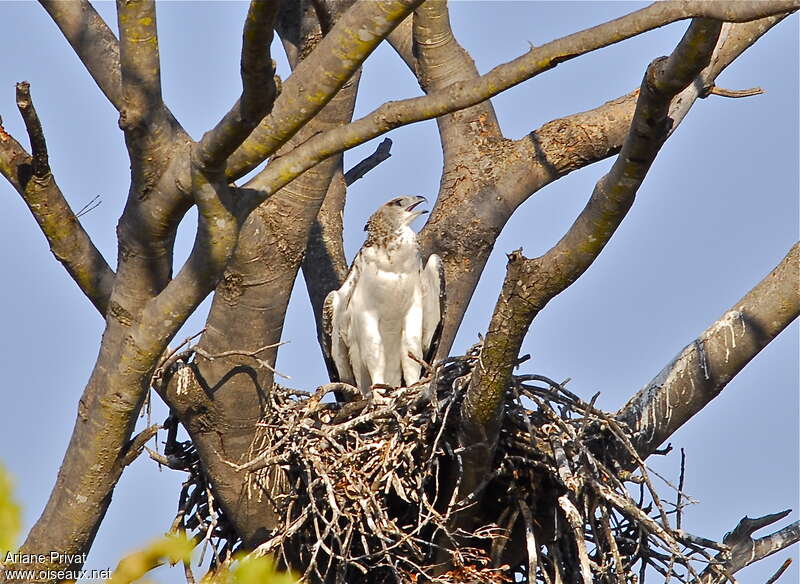 Martial Eaglejuvenile, Reproduction-nesting