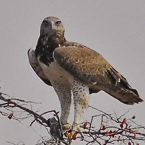 Aigle martial