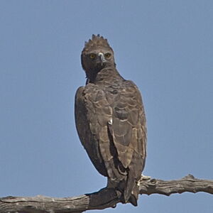 Aigle martial