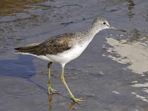 Common Greenshank 
&copy; Ariane Privat