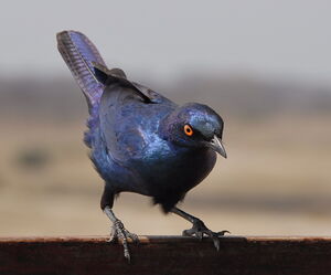 Choucador � oreillons bleus