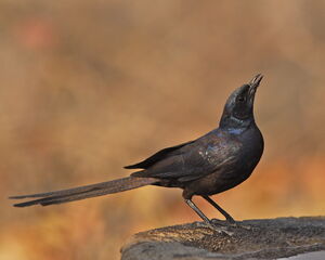 Meves's Starling