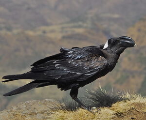 Corbeau corbivau