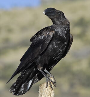 Corbeau corbivau