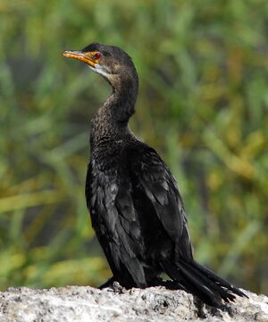 Reed Cormorant
