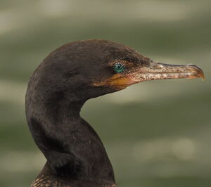Neotropic Cormorant