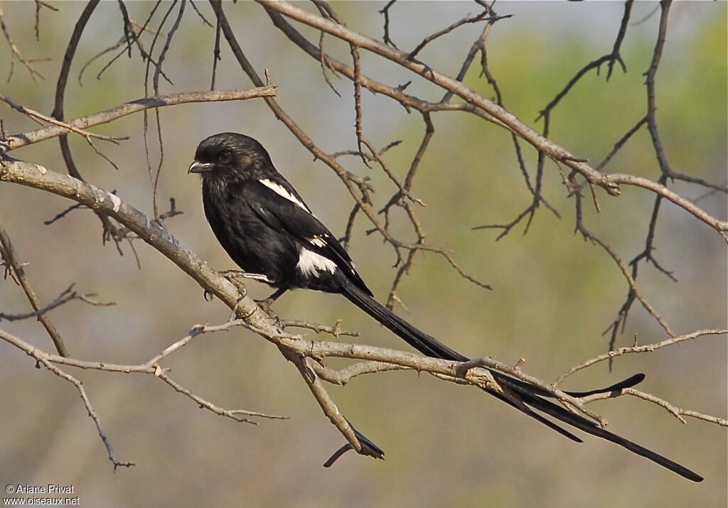 Corvinelle noir et blanc mâle