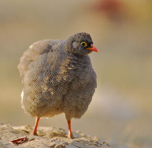 Francolin à bec rouge
