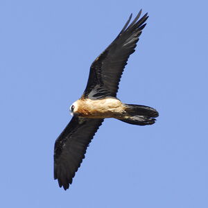 Bearded Vulture