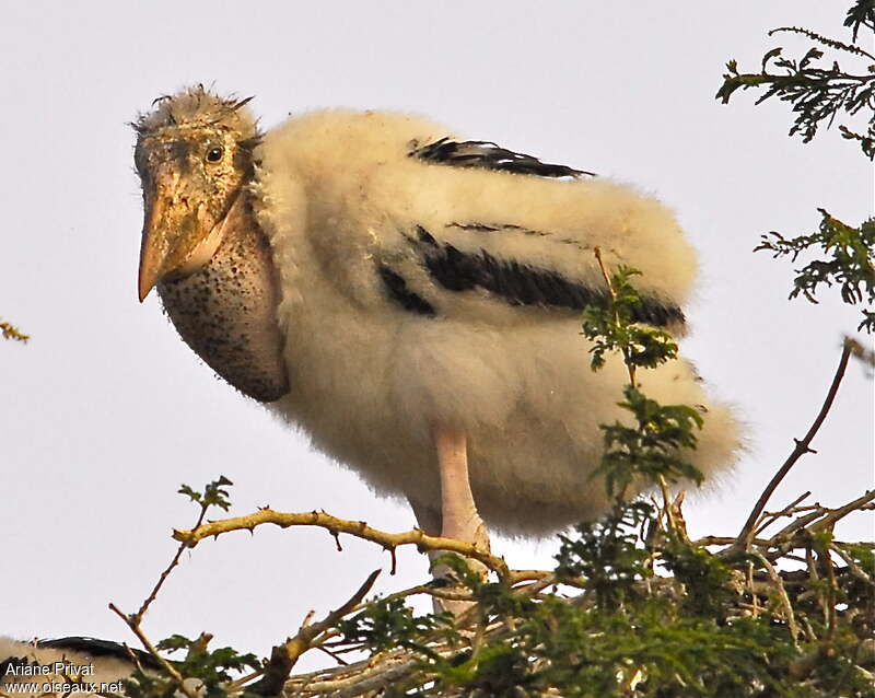 Marabou StorkPoussin, identification