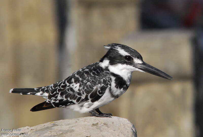 Pied Kingfisher male adult, close-up portrait