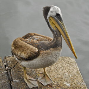 Pélican thage