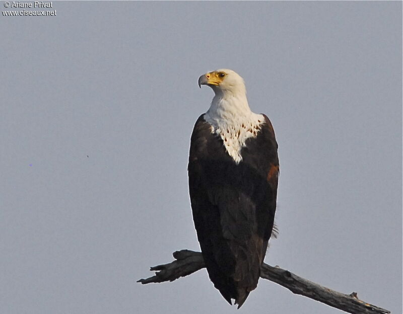 African Fish Eagle male