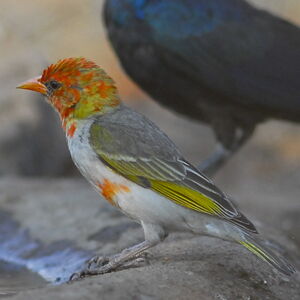 Red-headed Weaver