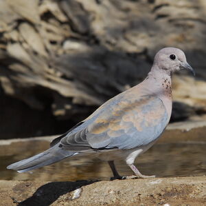 Laughing Dove